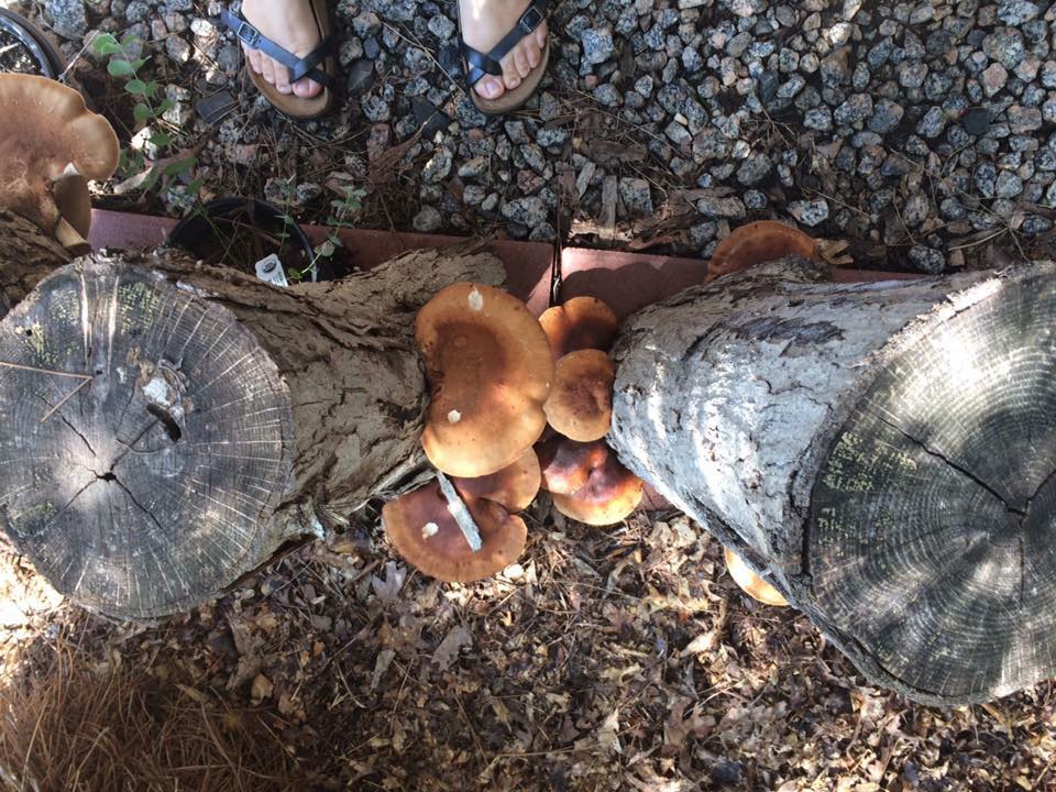 Cailleach's Fire - Fire Cider - Roots and Shrooms image 2