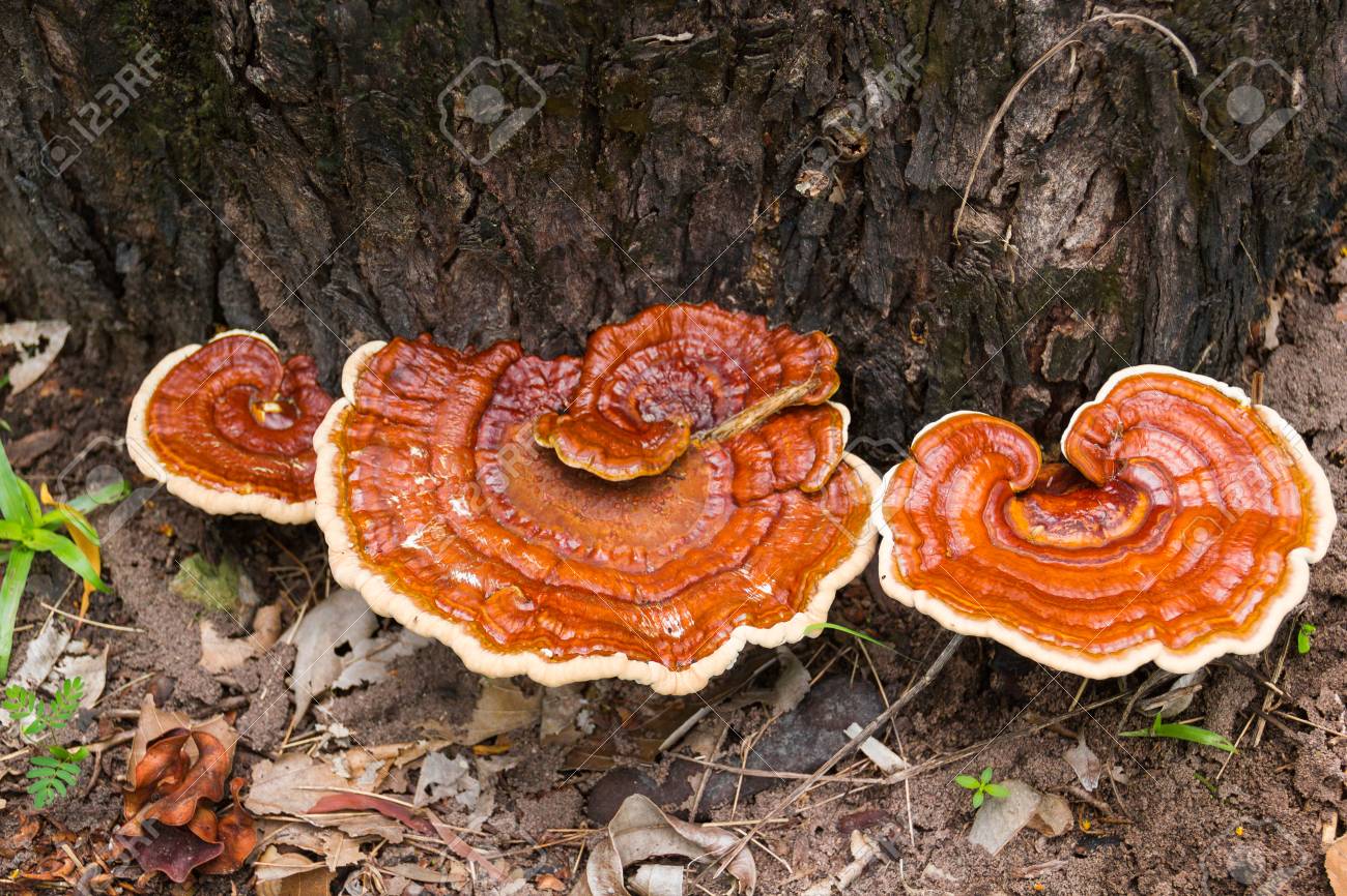 Cailleach's Fire - Fire Cider - Roots and Shrooms image 1
