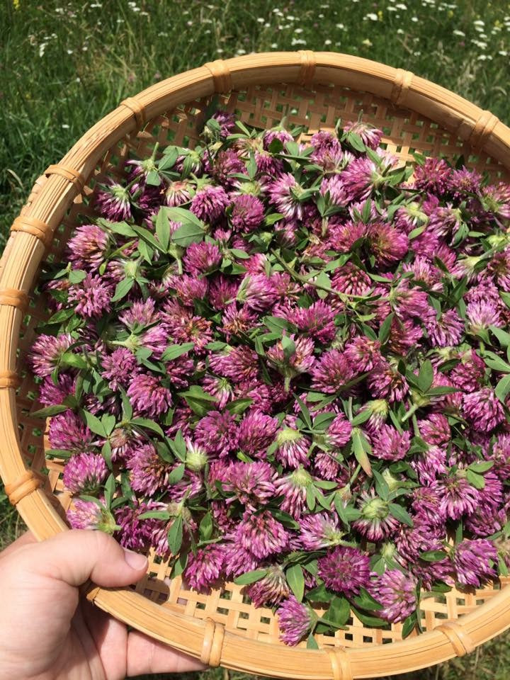 Wild Herb Stewing Blend