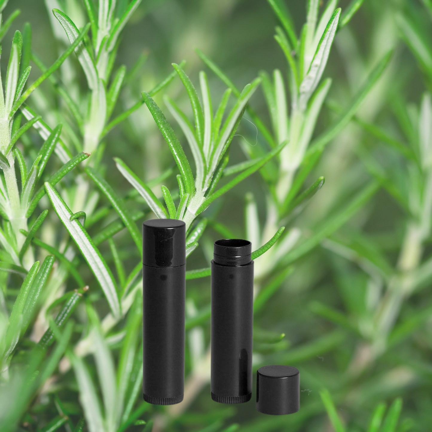 Two black lip balm tubes superimposed over a background of rosemary foliage.