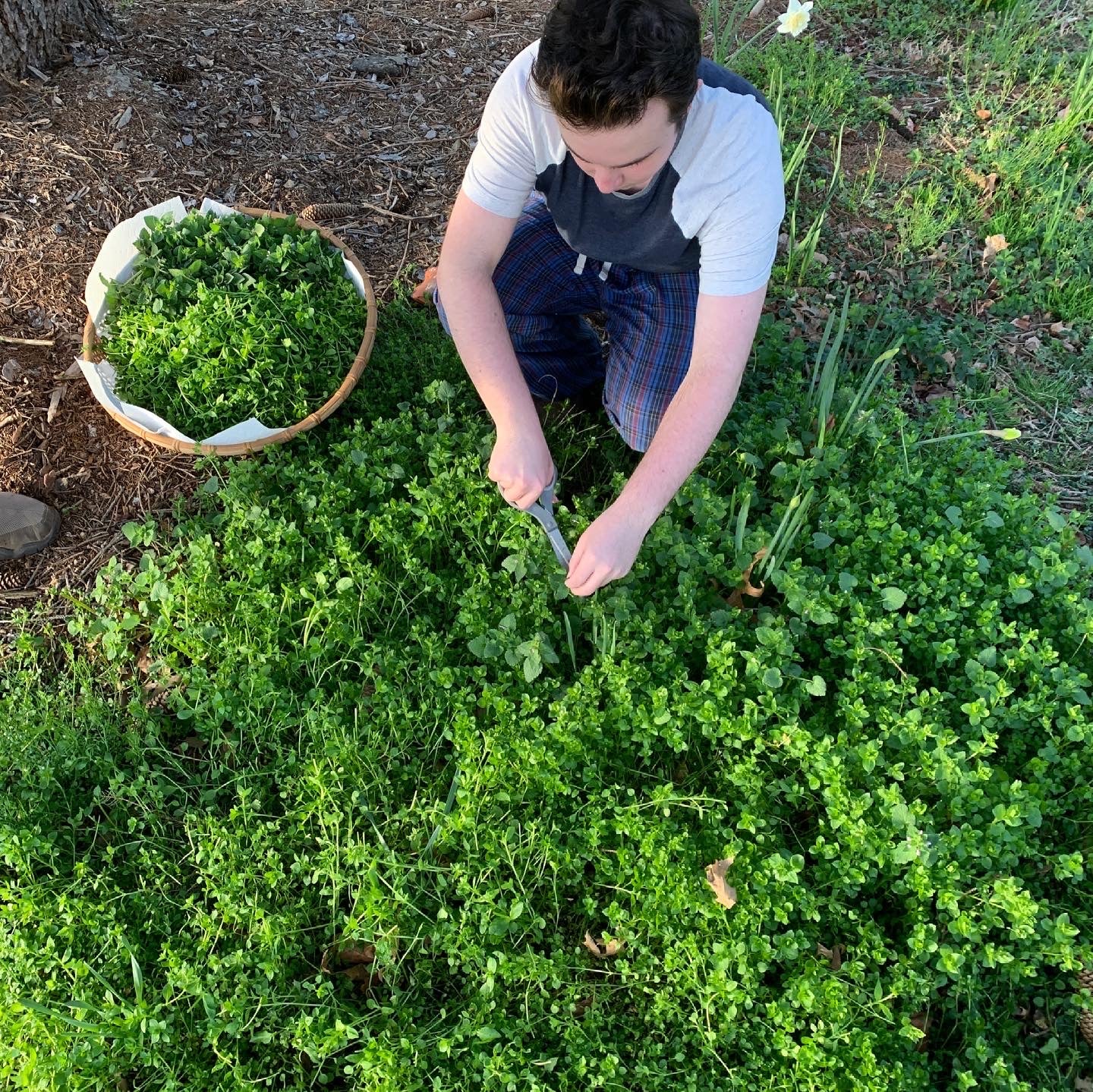 A boy with brown hair harvesting a dense patch of green chickweed with scissors outdoors.