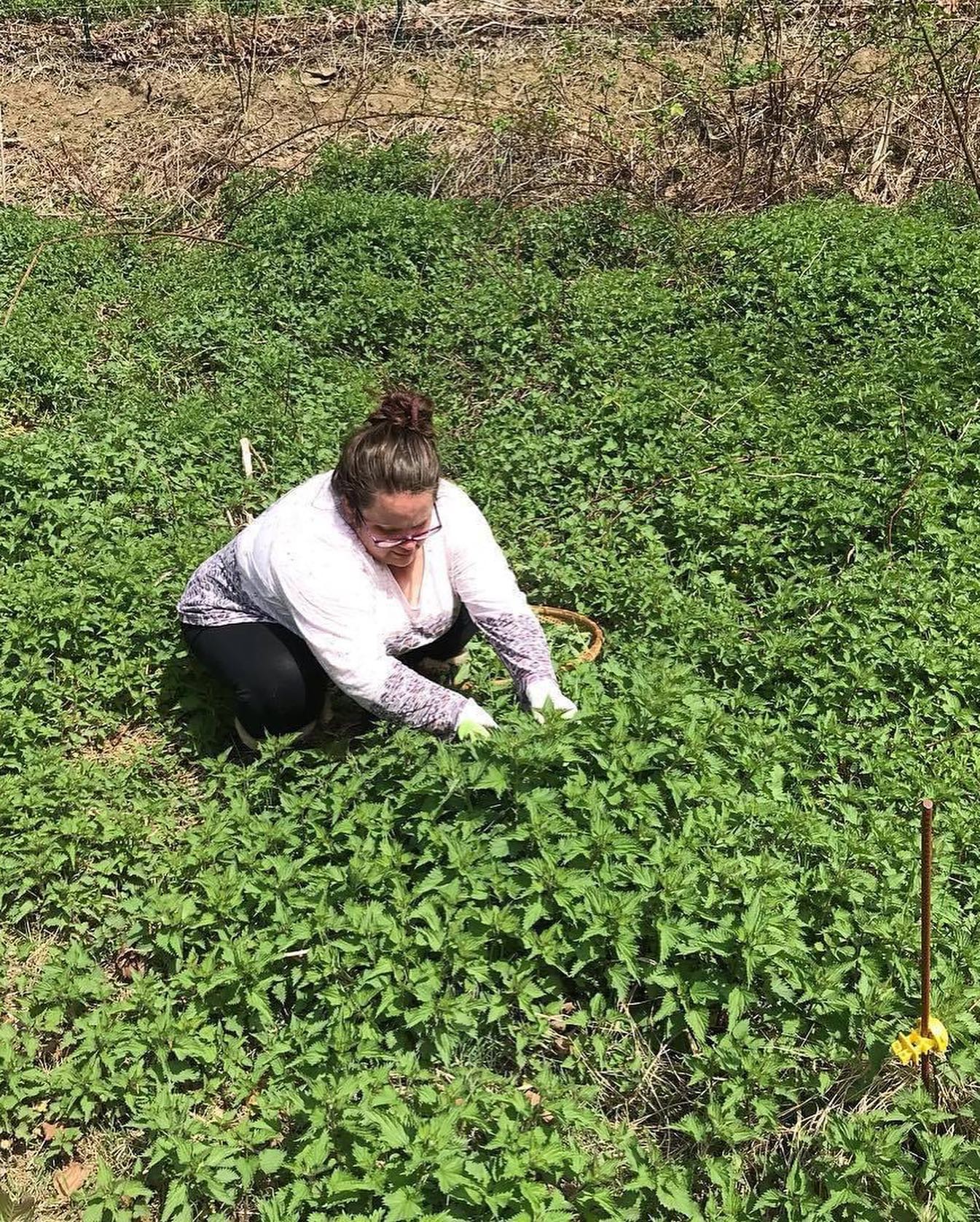 Lori of Sister of Mother Earth harvesting stinging nettles with gloved hands outdoors.