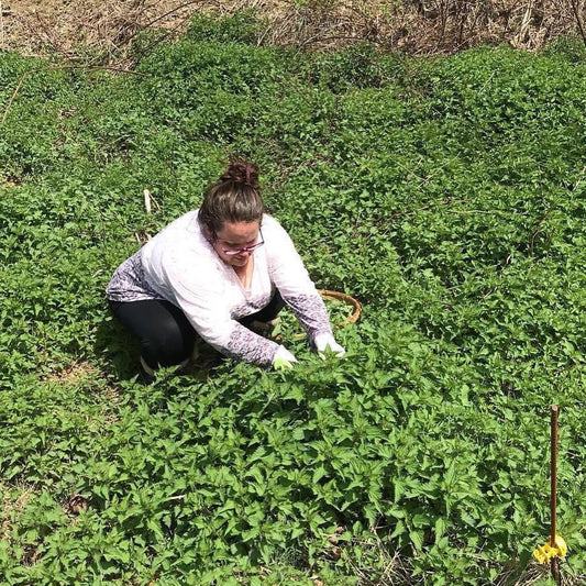 Lori of Sister of Mother Earth harvesting stinging nettles with gloved hands outdoors.