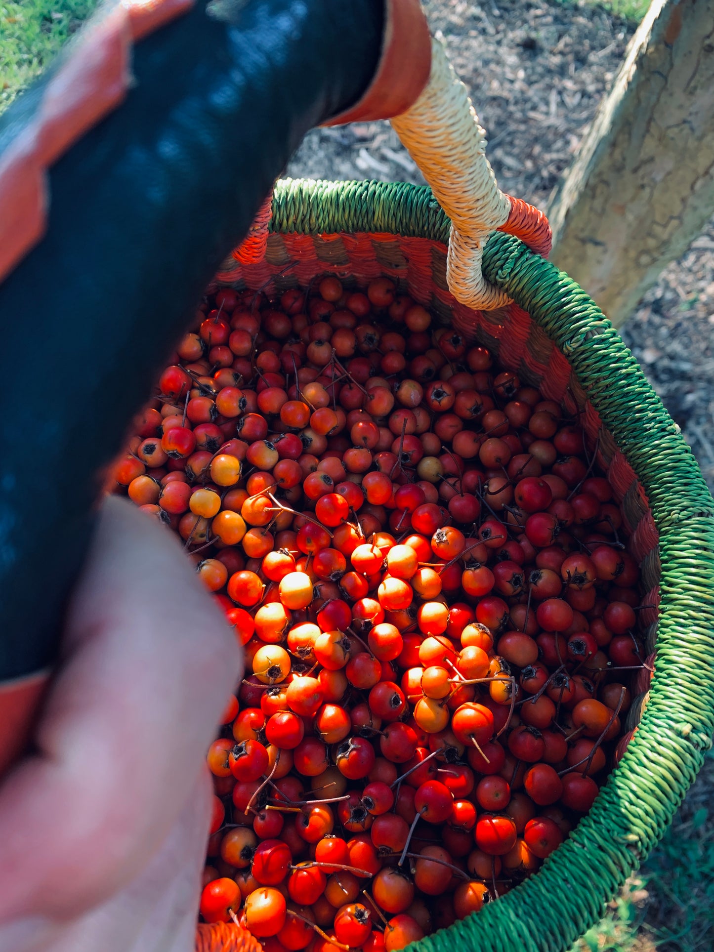 Olwen's Fire – Fire Cider – A Heart Beets