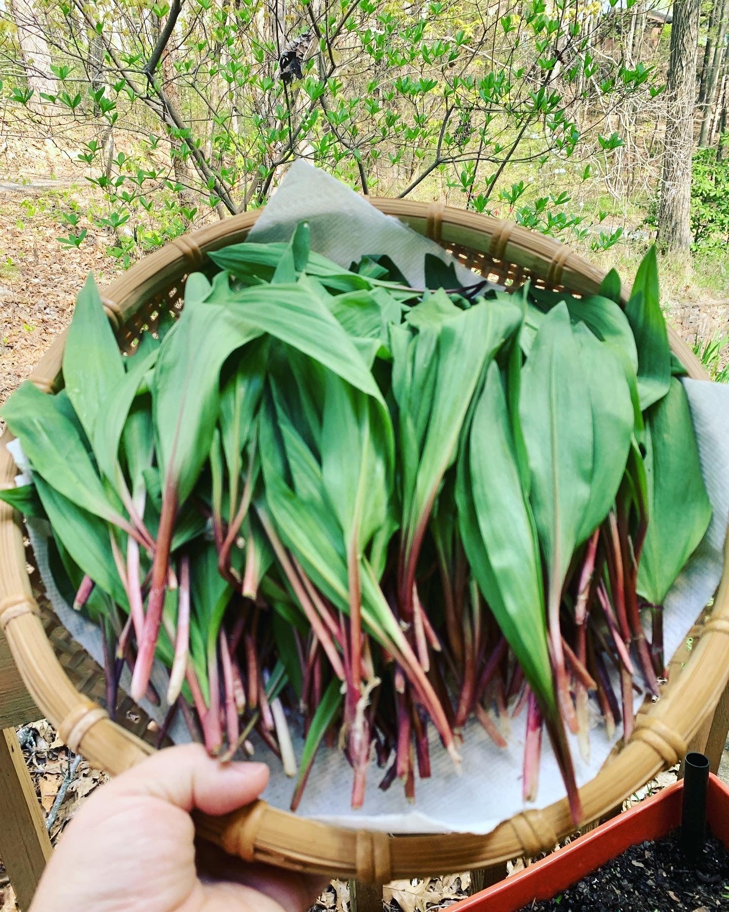 A hand holding a basket of freshly harvested ramps greens outdoors. They have long, pointed green leaves with a red-white stem.